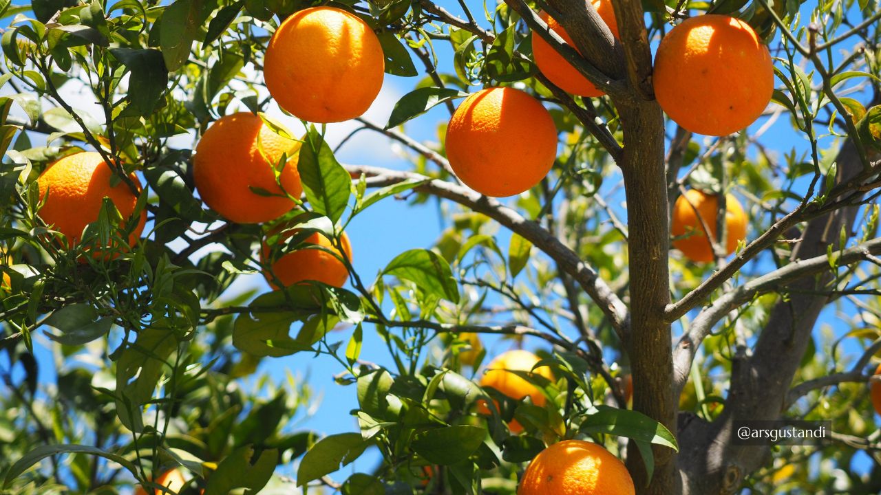 Arancia di Ribera DOP