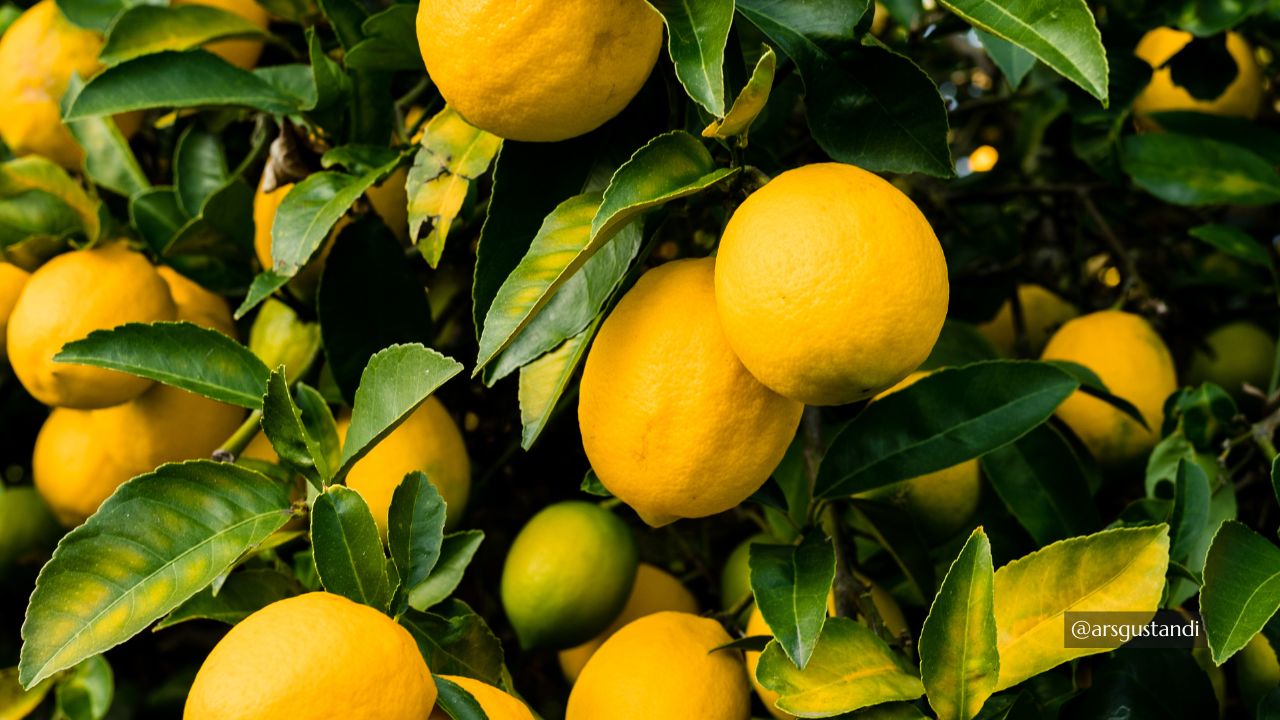 Limone dell’Etna IGP